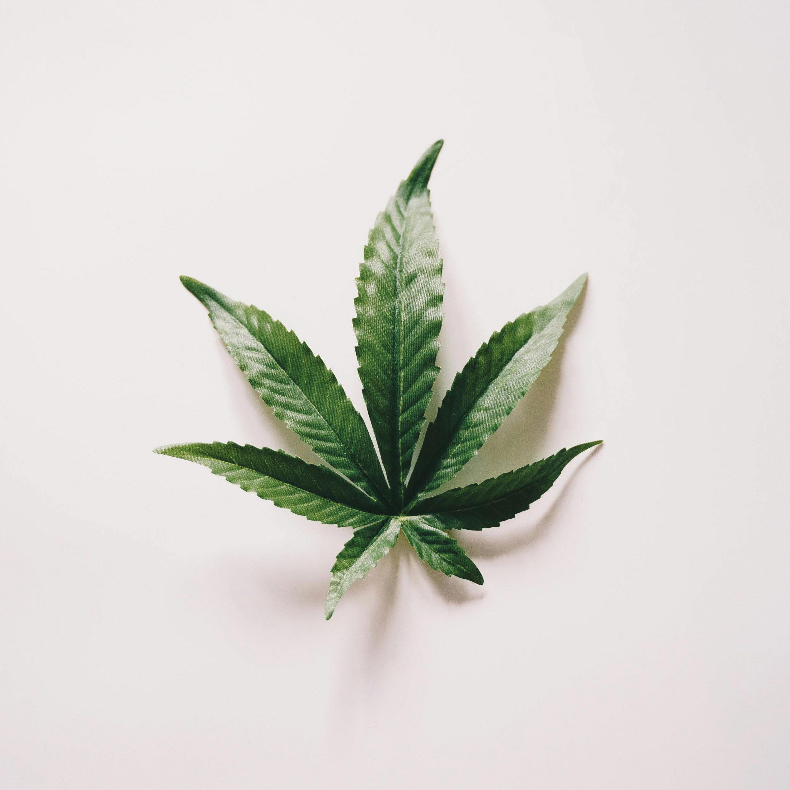Cannabis im Fokus – Die neue Zimmerpflanze?