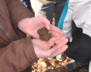 Tiere des Waldes: Kröte, Frosch und Molch | Waldklassenzimmer Karlsruhe