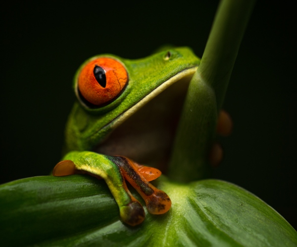 Costa Rica, Tropischer Regenwald, Regenwald, Kinderregenwald, Pocosol Station,