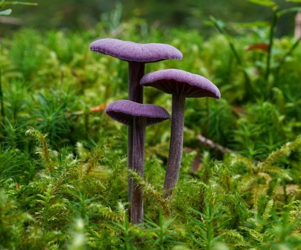 Pilz 600×500. (c) Verena Becker