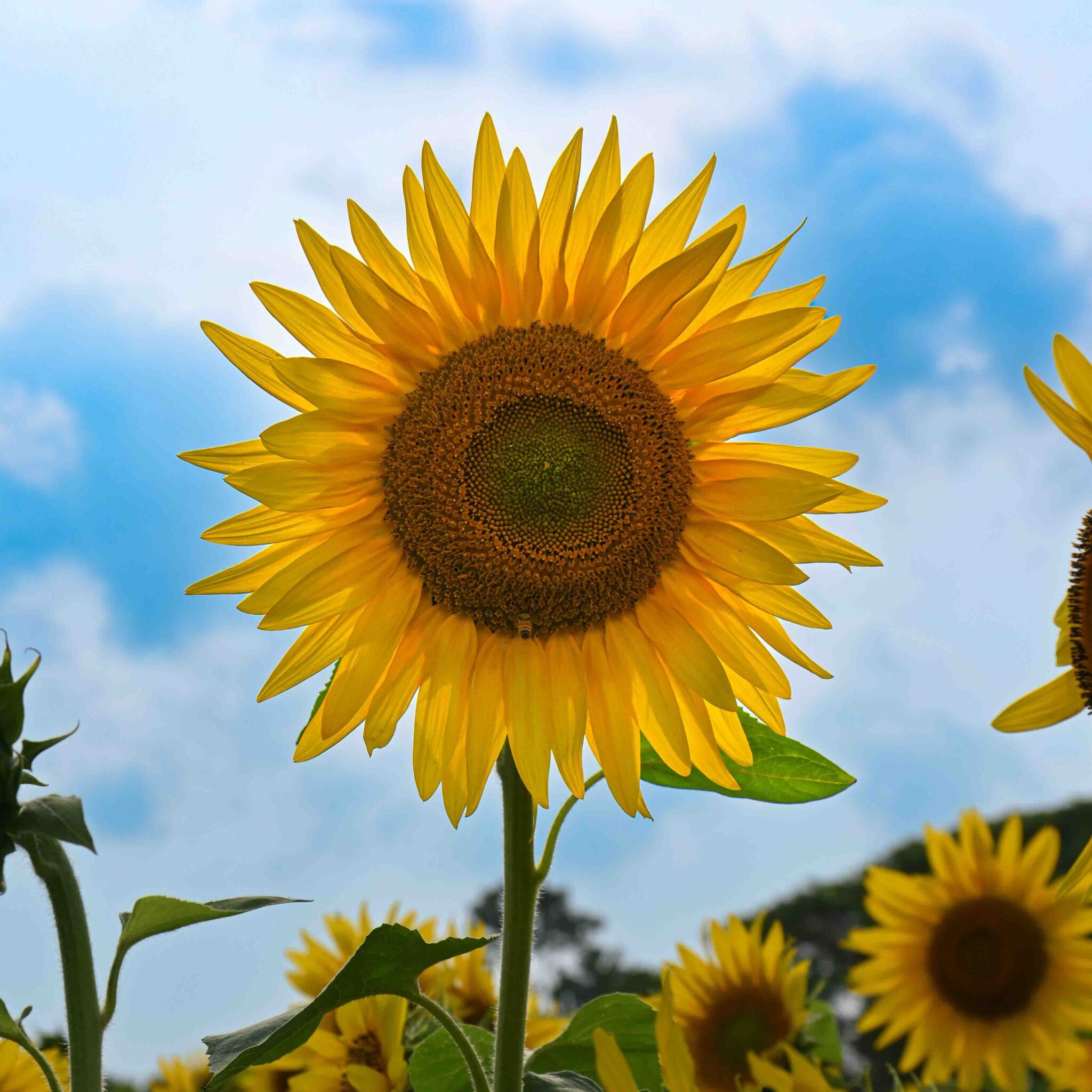 Nachbarschaftshilfe Sonnenblume e. V.